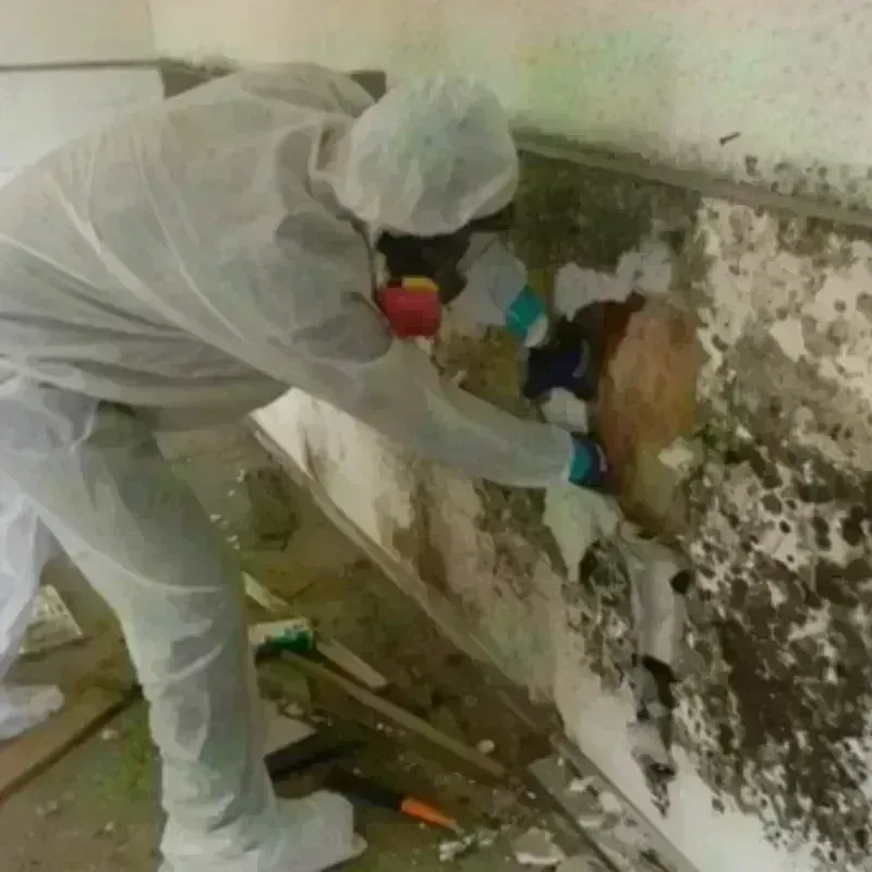 Mold Remediation and Removal in Sanford, FL